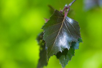 Betula verrucosa 'Purpurea' - bříza bradavičnatá - list detail